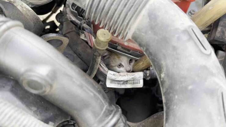 Aracın motor kısmına giren kedi uzun uğraşlar sonucu çıkartıldı