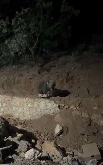 Ovacık’ın sevimli konuğu ayı yine görüntülendi