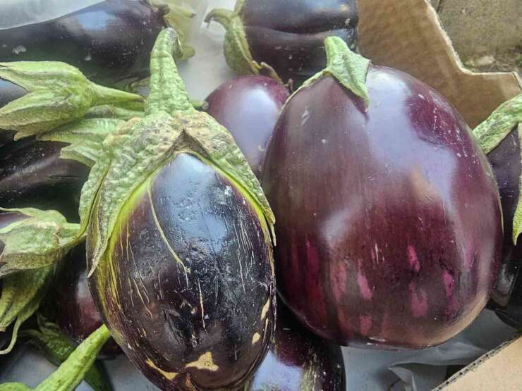 Elazığ’da tombul patlıcanlar dikkat çekiyor