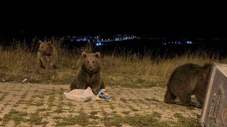 Kars’ta ayılarla karşılaşmak günlük rutini oldu