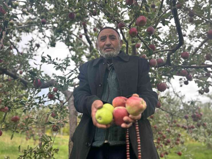 Van’da bir ağaçta hem kırmızı hem yeşil elma