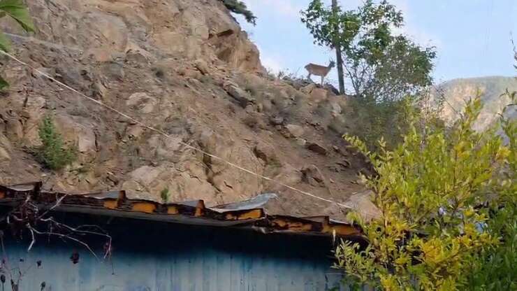 Erzurum’da ezber bozan dostluk: Dağ keçileri evin çatısını mesken tuttu