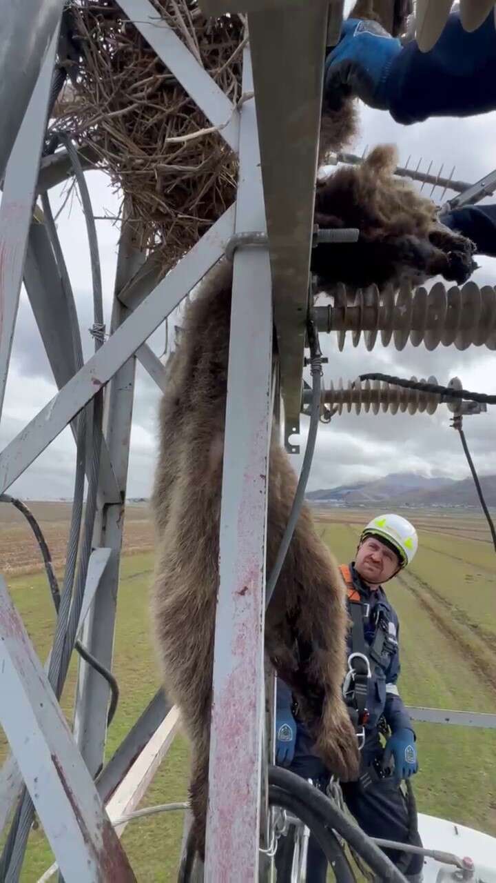 Erzurum’da elektrik direğine çıkan yavru bozayı akıma kapılarak telef oldu