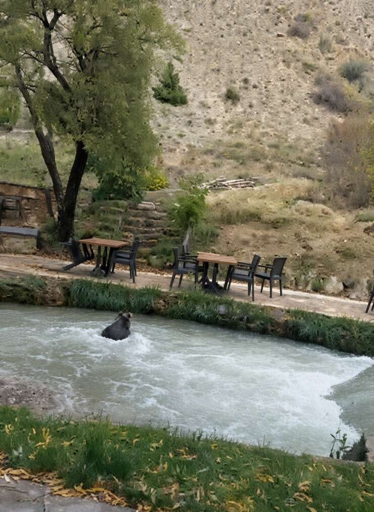 İnsanları görünce suya atladı! Yavru ayının kaçışı kamerada